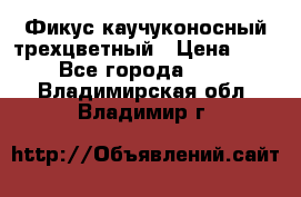 Фикус каучуконосный трехцветный › Цена ­ 500 - Все города  »    . Владимирская обл.,Владимир г.